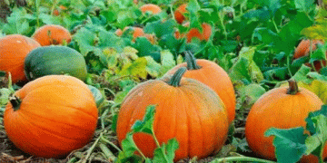 The Pumpkin Profitability Puzzle: Analyzing the Gap Between Cost and Return