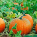 The Pumpkin Profitability Puzzle: Analyzing the Gap Between Cost and Return