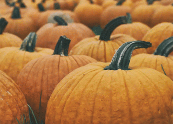 A Market Shifts: The Return of Uzbek Pumpkin and its Global Trade Implications