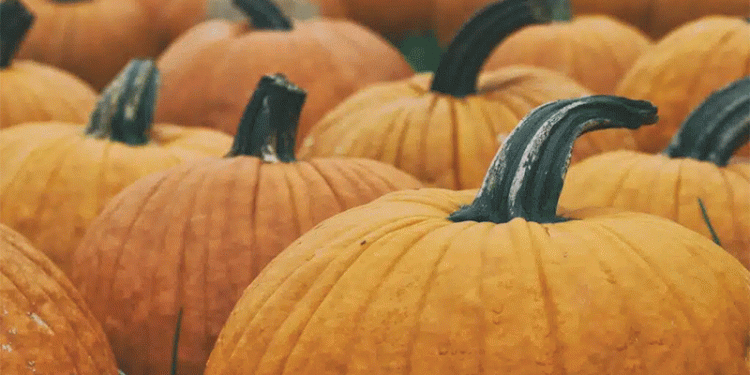 A Market Shifts: The Return of Uzbek Pumpkin and its Global Trade Implications