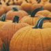 A Market Shifts: The Return of Uzbek Pumpkin and its Global Trade Implications