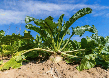 Ulyanovsk’s Agricultural Pivot: Reading the Signals Behind a 30% Drop in Sugar Beet