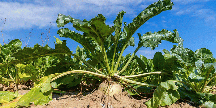 Ulyanovsk’s Agricultural Pivot: Reading the Signals Behind a 30% Drop in Sugar Beet