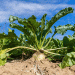 Ulyanovsk’s Agricultural Pivot: Reading the Signals Behind a 30% Drop in Sugar Beet