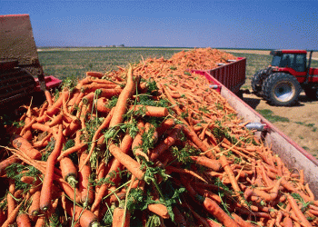 Beyond 1,500 Tonnes: The Agrotech Formula Behind a Record Root Crop Harvest