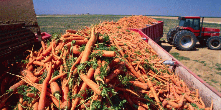 Beyond 1,500 Tonnes: The Agrotech Formula Behind a Record Root Crop Harvest