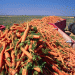 Beyond 1,500 Tonnes: The Agrotech Formula Behind a Record Root Crop Harvest