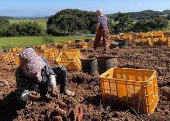 Cultivating Partnerships: How Agritourism and ESG Strategy Can Build New Markets for Farmers