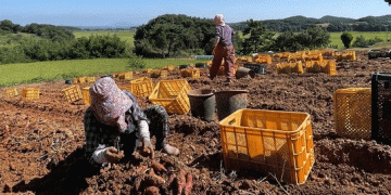 Cultivating Partnerships: How Agritourism and ESG Strategy Can Build New Markets for Farmers