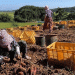Cultivating Partnerships: How Agritourism and ESG Strategy Can Build New Markets for Farmers