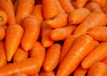 Challenging the Norm: A Profitable Case for Rainfed Carrot Production in Western Ukraine