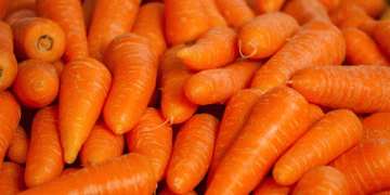 Challenging the Norm: A Profitable Case for Rainfed Carrot Production in Western Ukraine