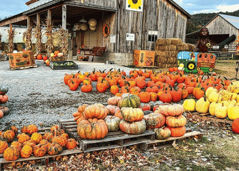 The High-Value Pumpkin: Cultivating Profit Through Variety, Agritourism, and Soil Management