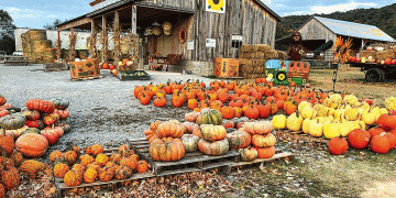 The High-Value Pumpkin: Cultivating Profit Through Variety, Agritourism, and Soil Management