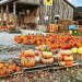The High-Value Pumpkin: Cultivating Profit Through Variety, Agritourism, and Soil Management