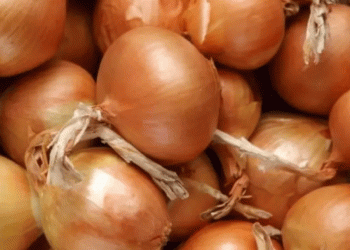 Kazakhstan’s Bold Bet on Bulbs & Spuds: Decoding a Domestic Demand Surge