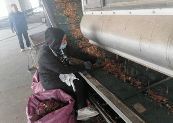 From Desert Margins to Deep Processing: How Kashgar is Building Resilient Vegetable Value Chains