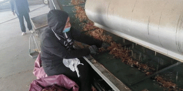 From Desert Margins to Deep Processing: How Kashgar is Building Resilient Vegetable Value Chains