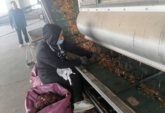 From Desert Margins to Deep Processing: How Kashgar is Building Resilient Vegetable Value Chains