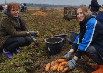 Mogilev’s Bounty: A Case Study in Maximizing Root Vegetable Yields Through Technology and Coordination
