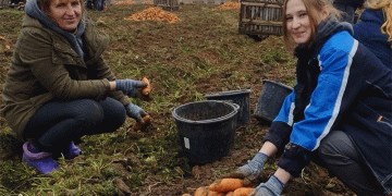 Mogilev’s Bounty: A Case Study in Maximizing Root Vegetable Yields Through Technology and Coordination