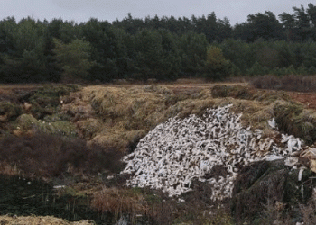 Beyond the Fence Line: The Hidden Liabilities of Land Mismanagement on Your Farm