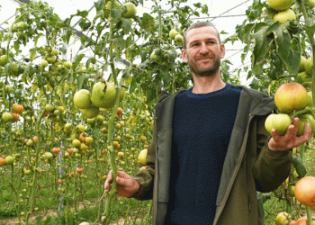 From Homestead to High-Tech: How Modern Greenhouses are Reshaping Kuban’s Agricultural Landscape