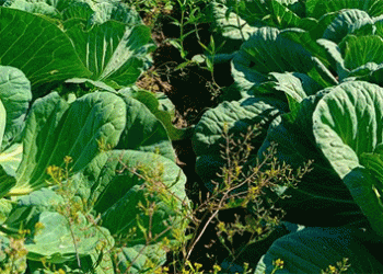 Beyond Risk: How Technology and Tenacity are Forging an Agricultural Boom in Russia’s Far East