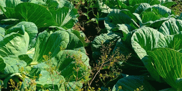 Beyond Risk: How Technology and Tenacity are Forging an Agricultural Boom in Russia’s Far East