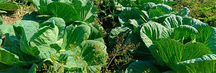 Beyond Risk: How Technology and Tenacity are Forging an Agricultural Boom in Russia’s Far East