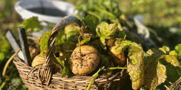 Beyond the Commodity: How an Organic Turnip Festival is Building a New Agricultural Model