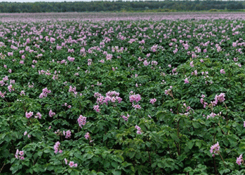 The Perfect Storm: Record Imports and Soaring Costs Push Potato Farmers to the Brink