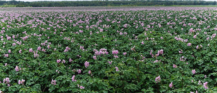 The Perfect Storm: Record Imports and Soaring Costs Push Potato Farmers to the Brink
