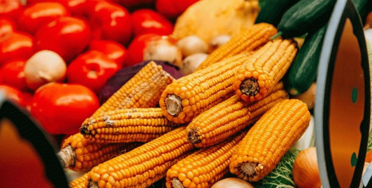 Grant Money in Action: How Chuvashia is Strategically Funding its Agricultural Future