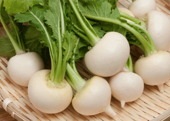 The Turnip’s Return: Market Opportunity and a Breeding Gap in Russia’s Root Vegetable Sector