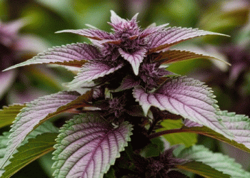 Beyond the Usual Suspects: How Pioneering Farmers are Unlocking New Revenue with Niche Crops