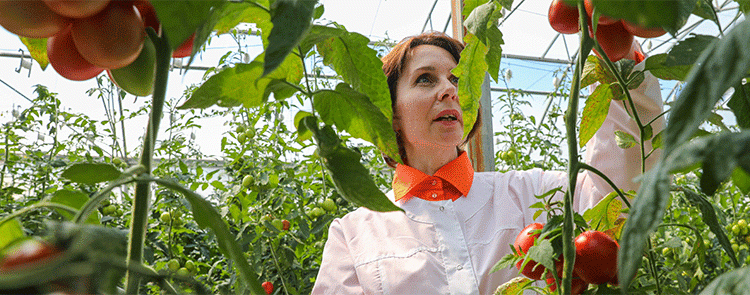 The Great Reshuffle: How Russia’s Ag Sector is Battling a 135% Surge in Job Vacancies