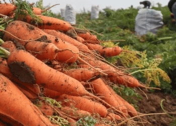 Beyond the Border: Tracing the Pathway for 120 Tonnes of Volgograd Vegetables to Kazakhstan