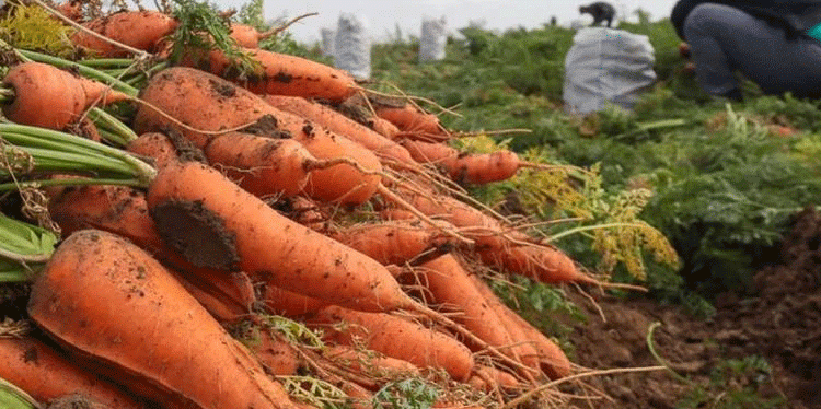 Beyond the Border: Tracing the Pathway for 120 Tonnes of Volgograd Vegetables to Kazakhstan