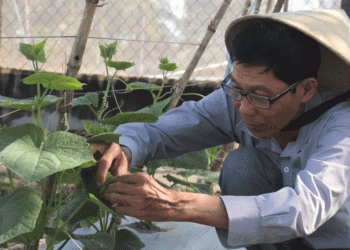 Lunar New Year Logistics: A Timelapse of Planning, Risk, and Reward in Specialty Crop Farming