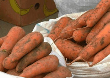 Strategic Export: How a 280-Ton Shipment of Russian Carrots Reinforces Regional Trade Dynamics