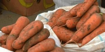 Strategic Export: How a 280-Ton Shipment of Russian Carrots Reinforces Regional Trade Dynamics