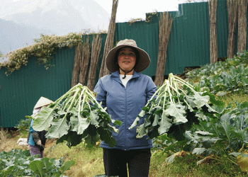 Harvesting Scarcity: How Strategic Timing in Sapa Turns Climate into Cash
