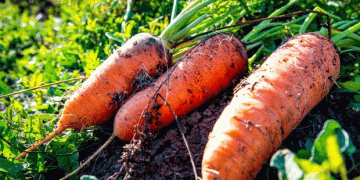 Beyond the Border: Navigating Phytosanitary Protocols for Fresh Produce Exports