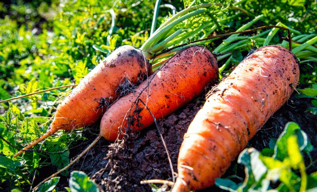 Beyond the Border: Navigating Phytosanitary Protocols for Fresh Produce Exports