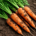 Harnessing Winter: A Strategic Guide to Fall-Seeded Carrots for Earlier Harvests and Higher Margins