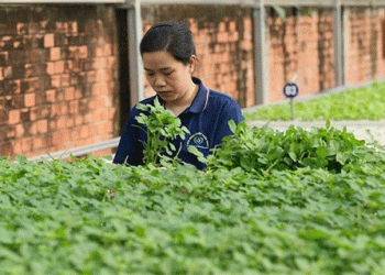 The Urban Ag Revolution: How an IoT-Enabled Vietnamese Cooperative Achieves 30-Ton Monthly Yields