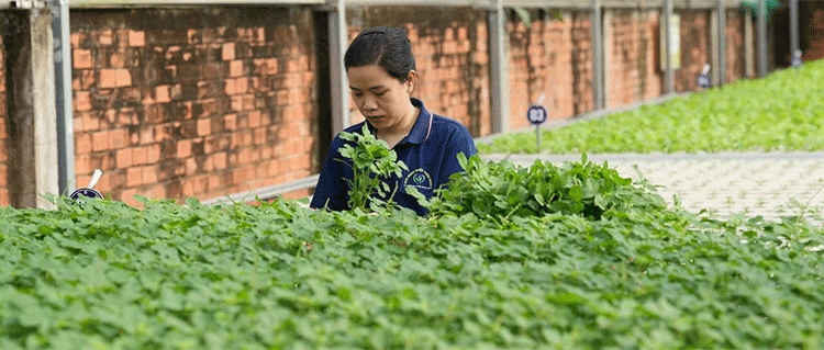 The Urban Ag Revolution: How an IoT-Enabled Vietnamese Cooperative Achieves 30-Ton Monthly Yields