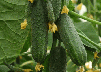 Moscow Region’s Greenhouse Boom: A 131,000-Ton Blueprint for High-Tech Horticulture