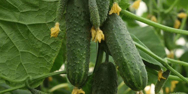 Moscow Region’s Greenhouse Boom: A 131,000-Ton Blueprint for High-Tech Horticulture